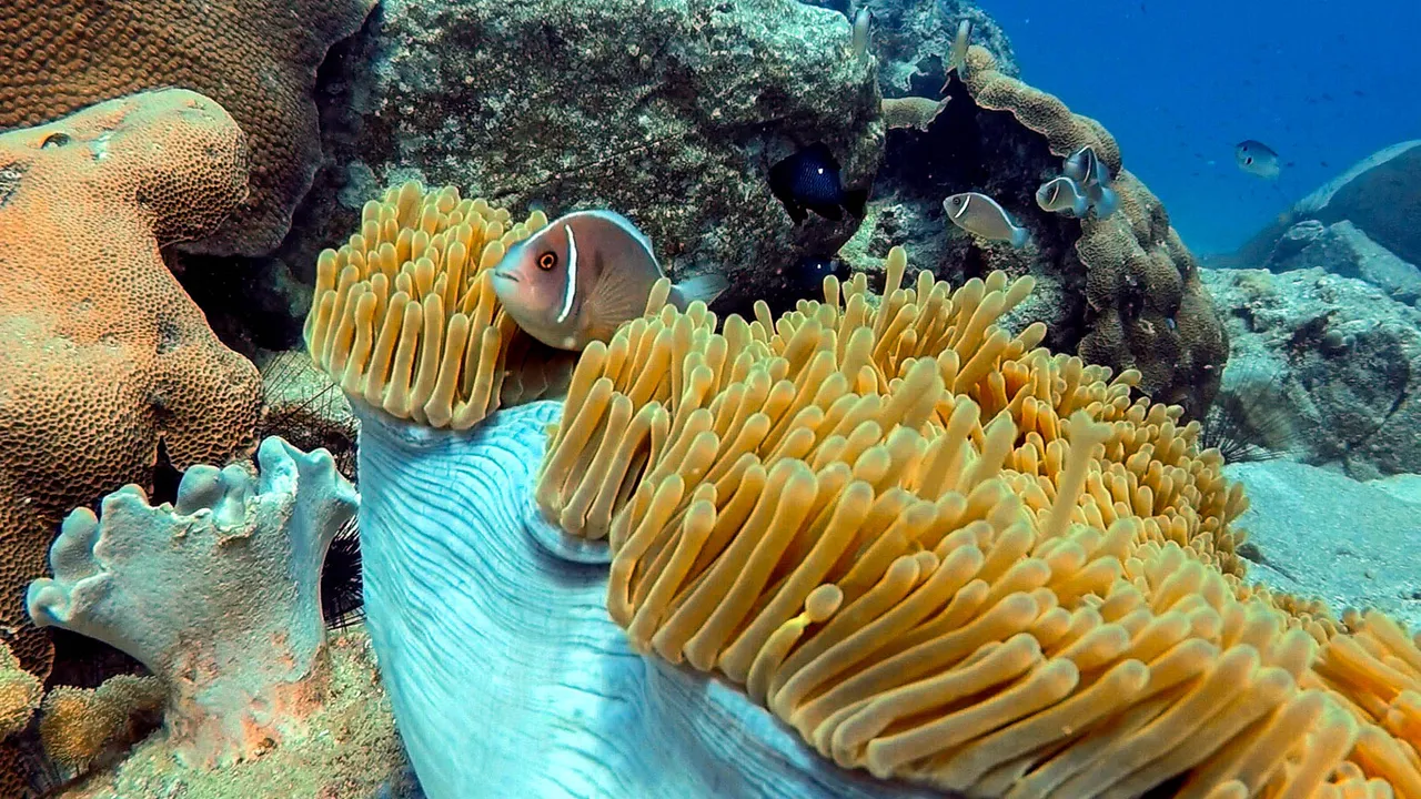 Fische und Korallen