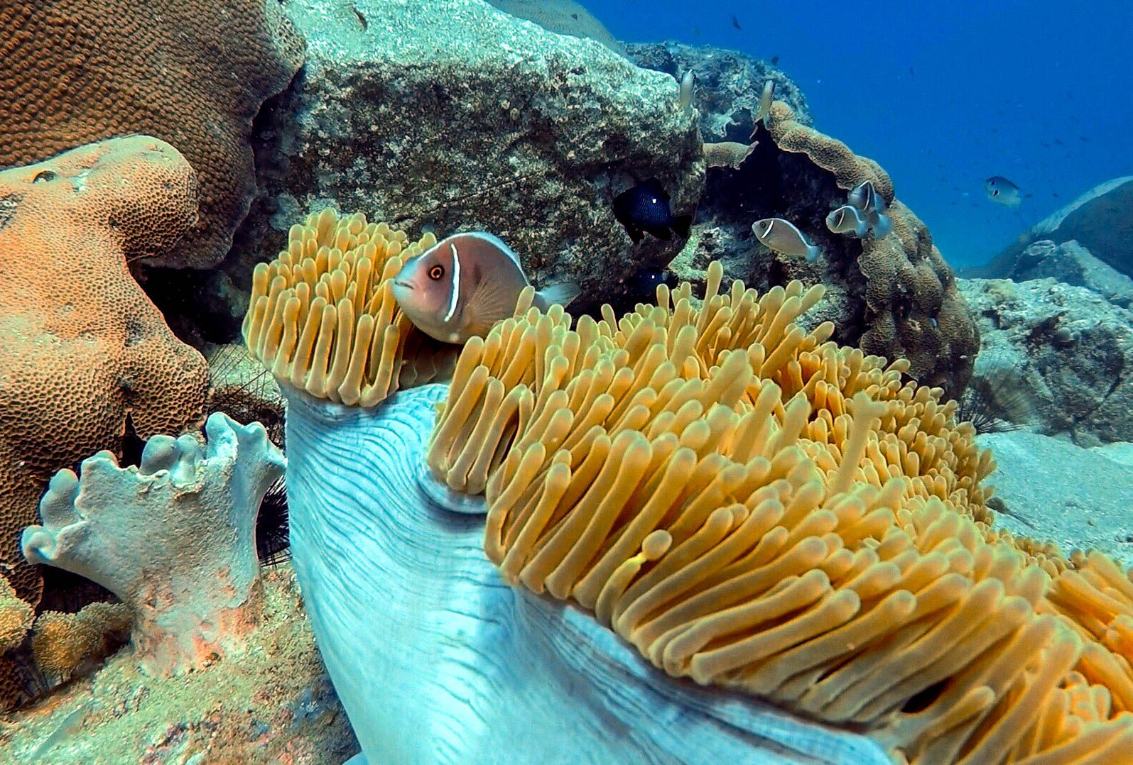 Fische und Korallen
